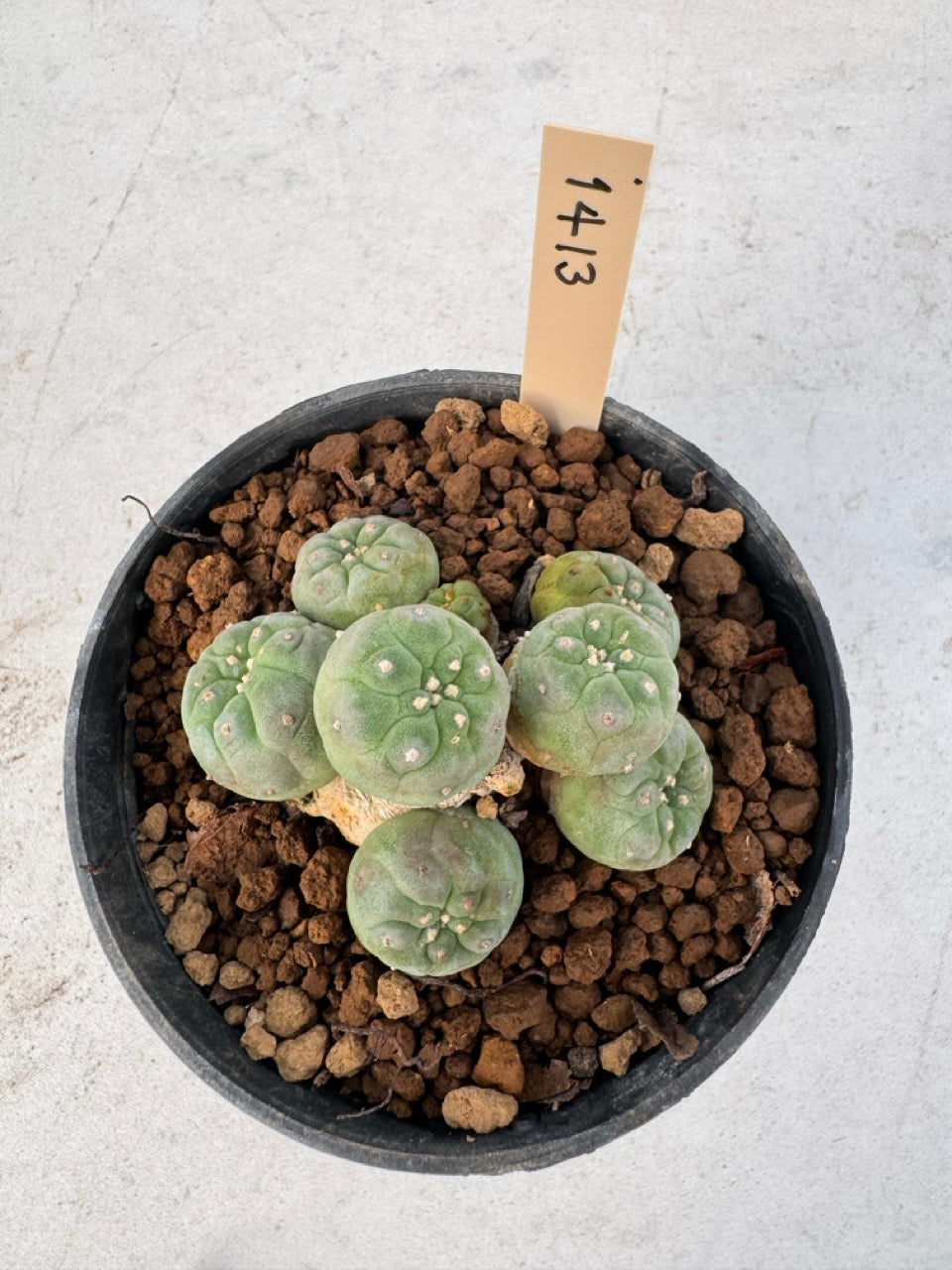 Lophophora williamsii – Peyote Cactus (6–7 cm, Own Root)