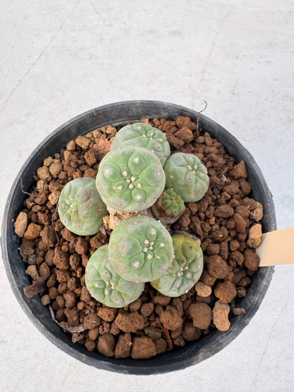 Lophophora williamsii – Peyote Cactus (6–7 cm, Own Root)
