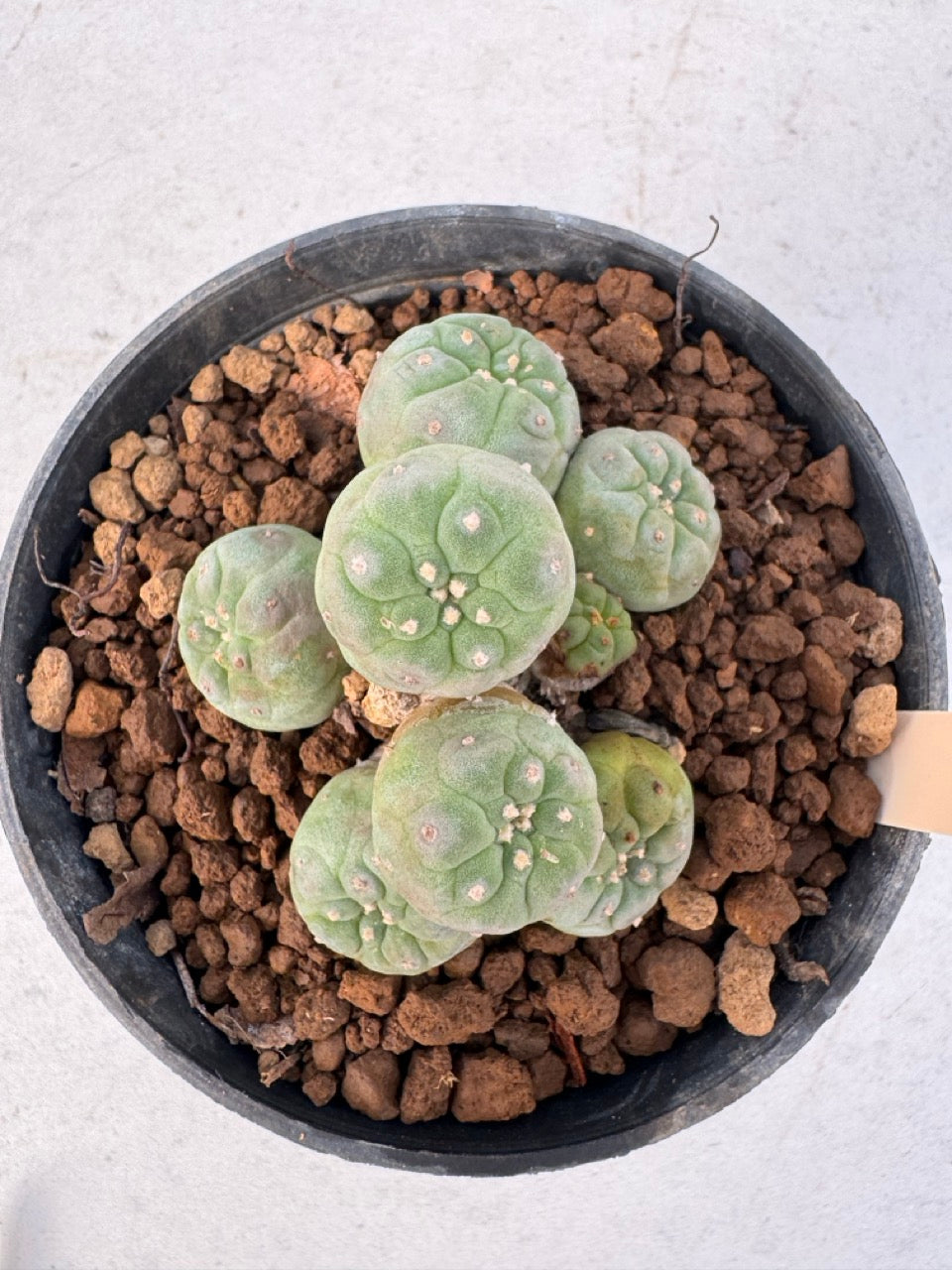 Lophophora williamsii – Peyote Cactus (6–7 cm, Own Root)