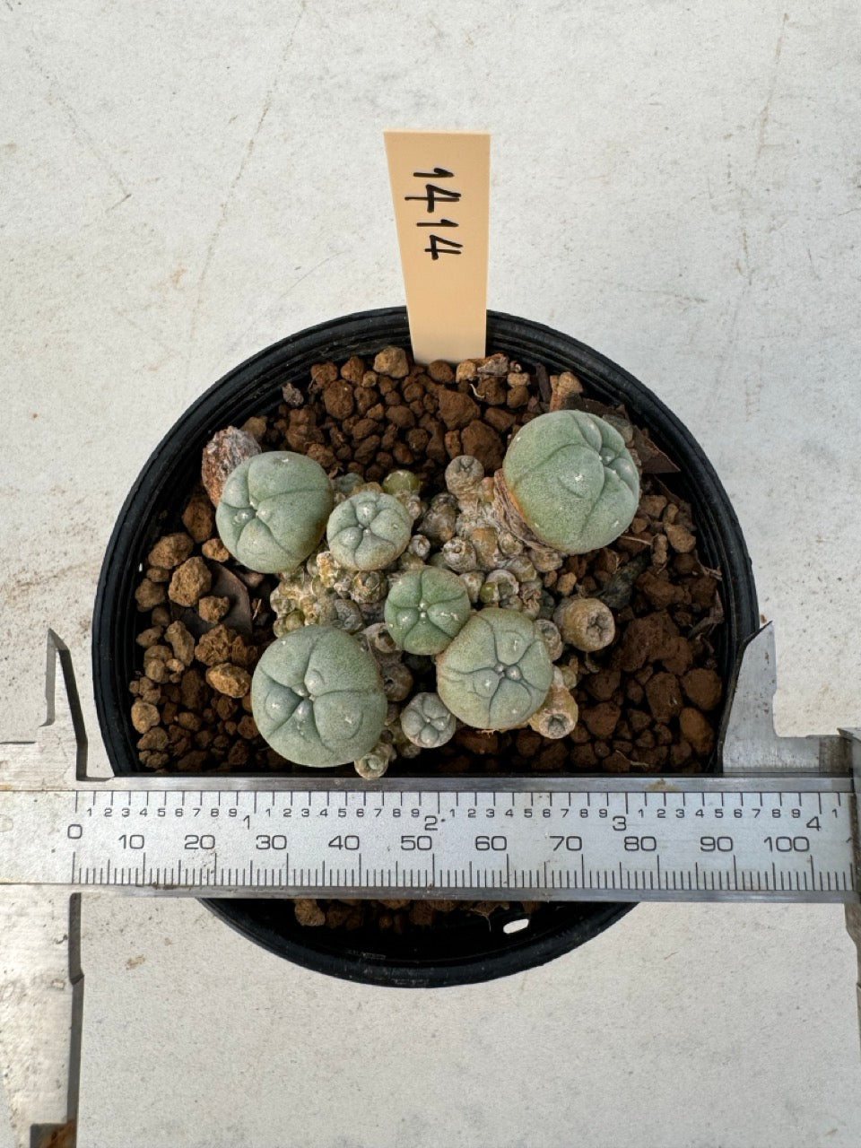 Lophophora williamsii – Peyote Cactus (6–7 cm, Own Root)