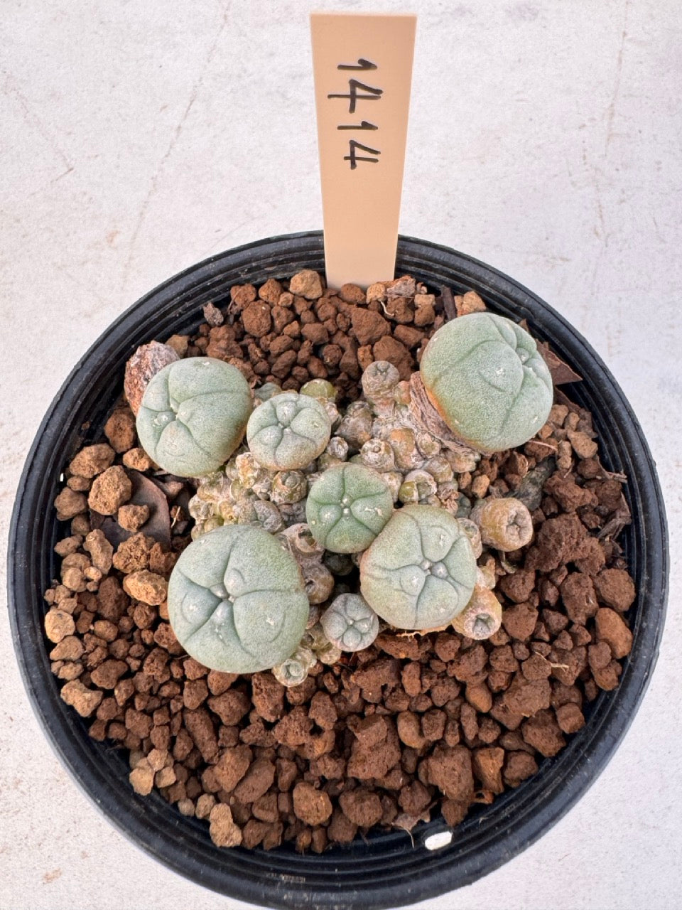 Lophophora williamsii – Peyote Cactus (6–7 cm, Own Root)