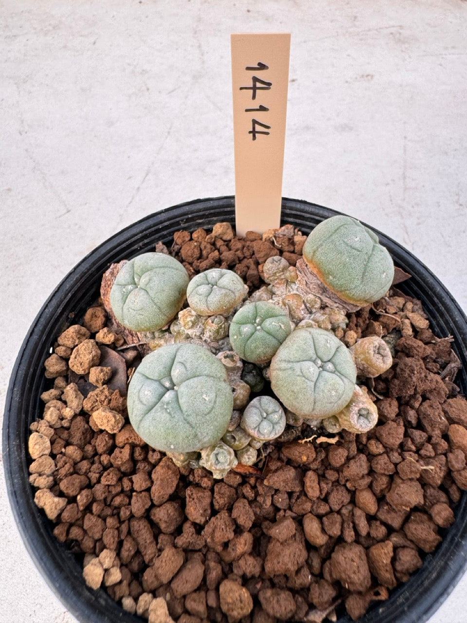 Lophophora williamsii – Peyote Cactus (6–7 cm, Own Root)