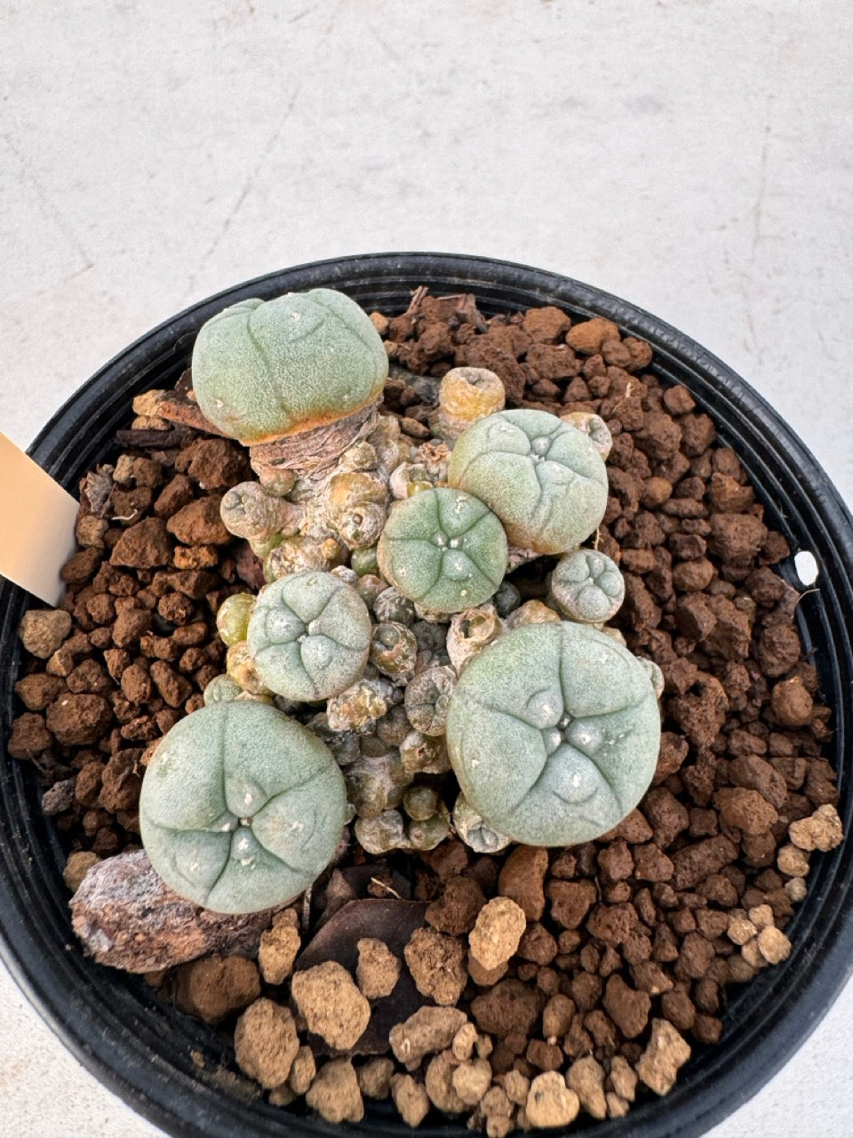 Lophophora williamsii – Peyote Cactus (6–7 cm, Own Root)