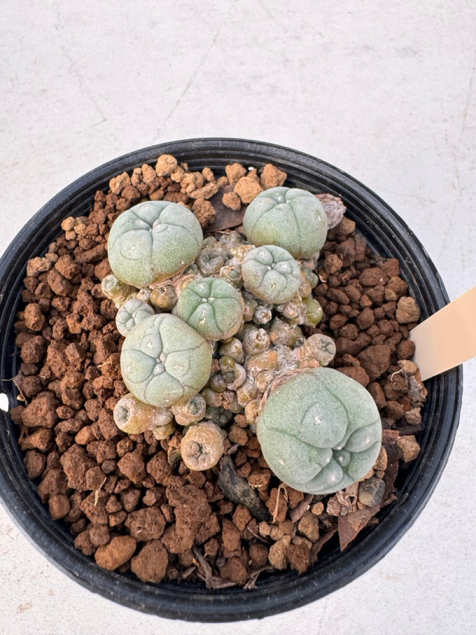 Lophophora williamsii – Peyote Cactus (6–7 cm, Own Root)