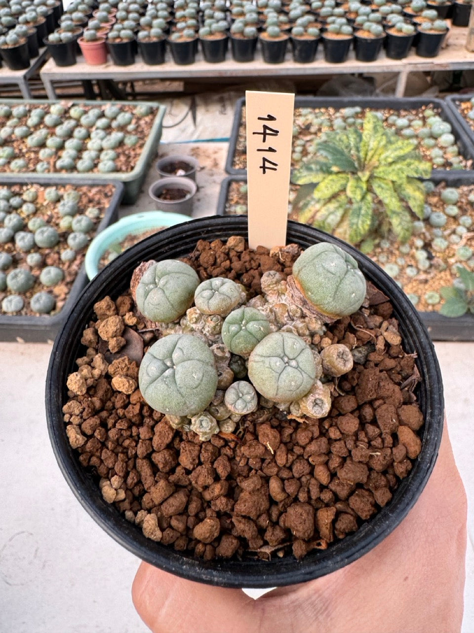 Lophophora williamsii – Peyote Cactus (6–7 cm, Own Root)