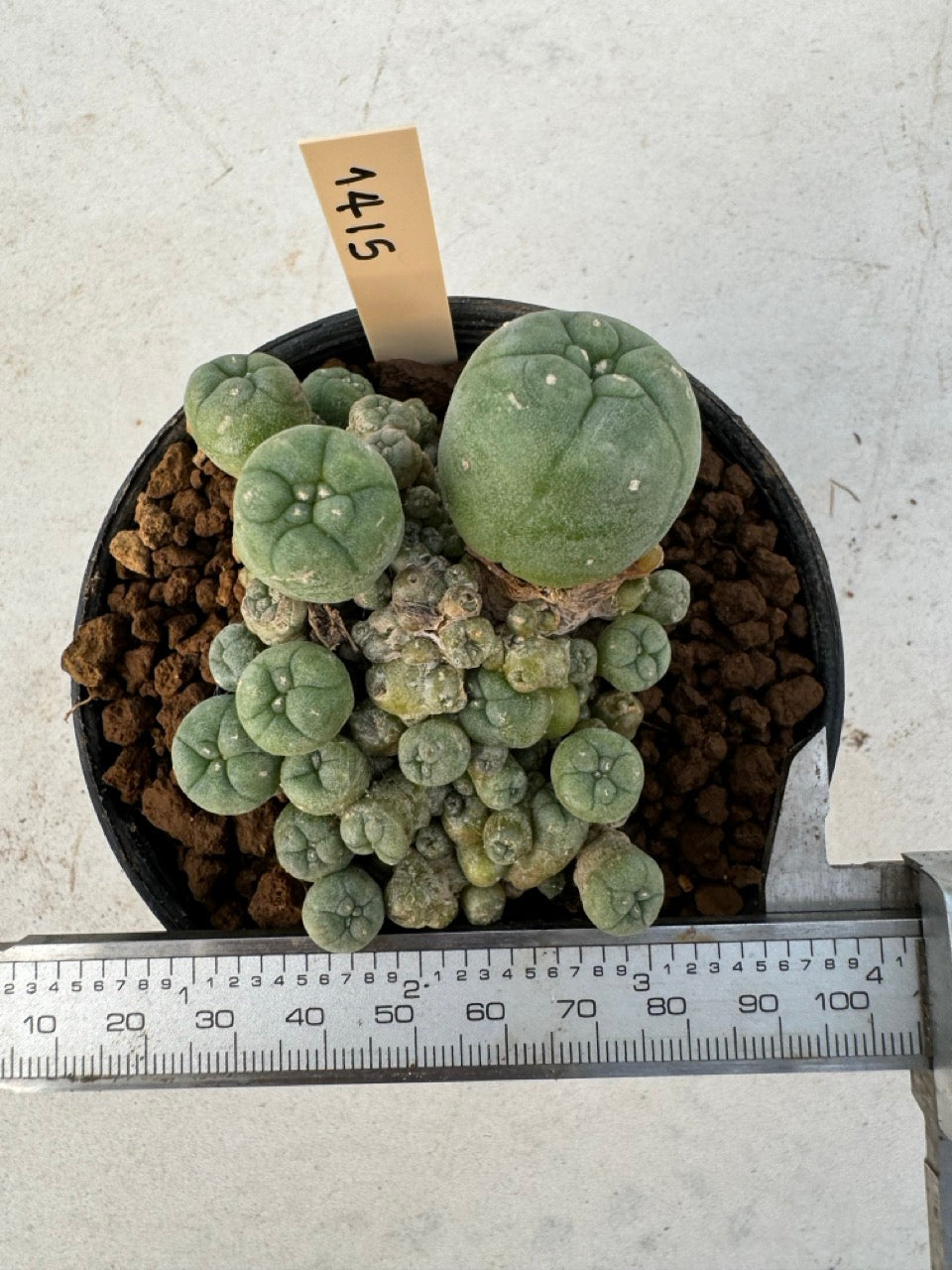 Lophophora williamsii – Peyote Cactus (6–7 cm, Own Root)