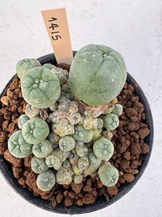 Lophophora williamsii – Peyote Cactus (6–7 cm, Own Root)