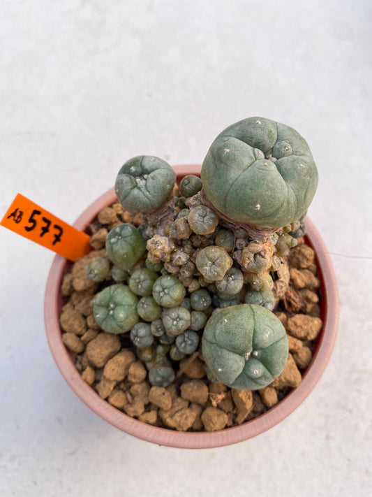 Lophophora williamsii size 5-6 cm ownroot #lophophorawilliamsii