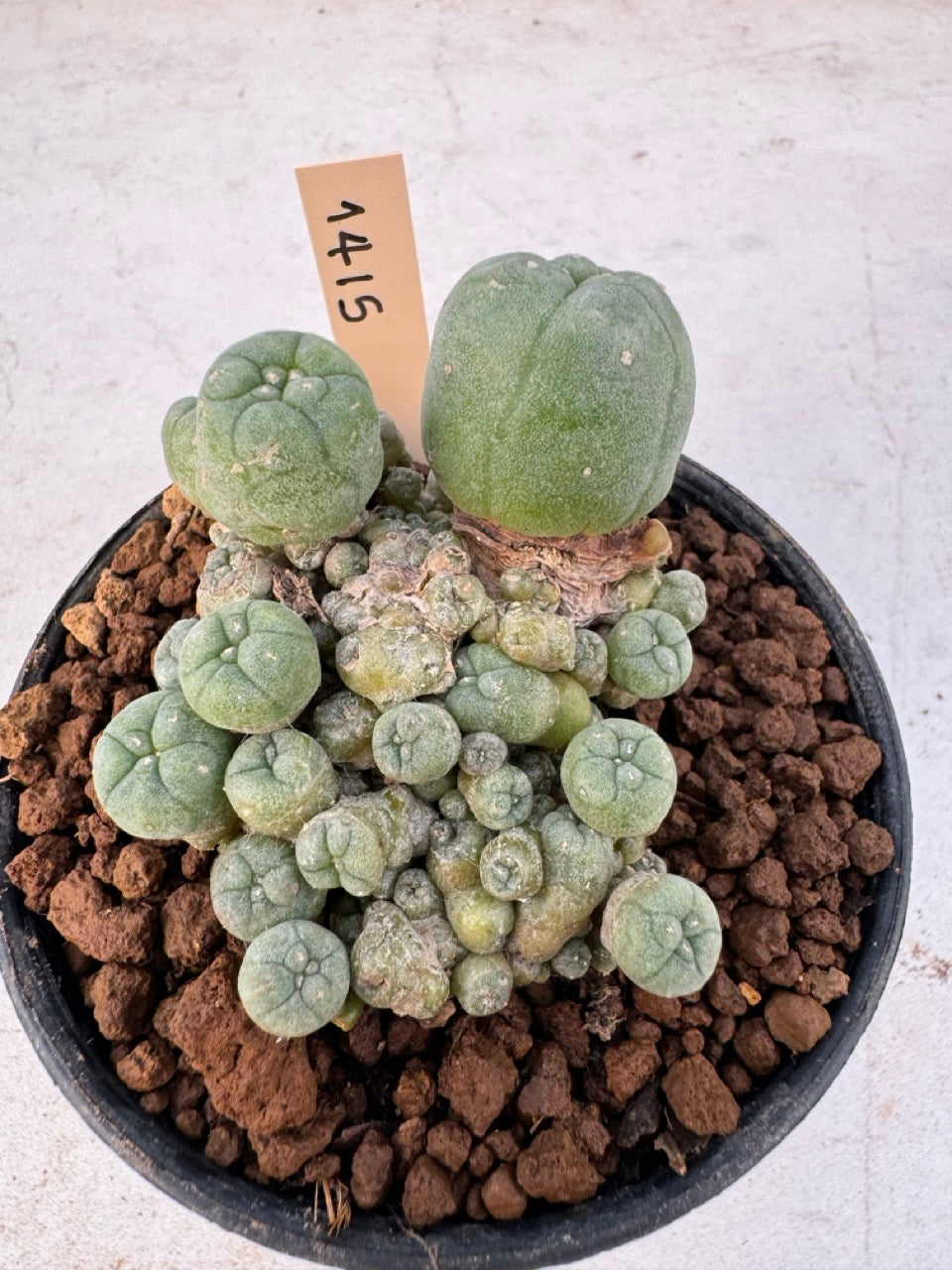 Lophophora williamsii – Peyote Cactus (6–7 cm, Own Root)