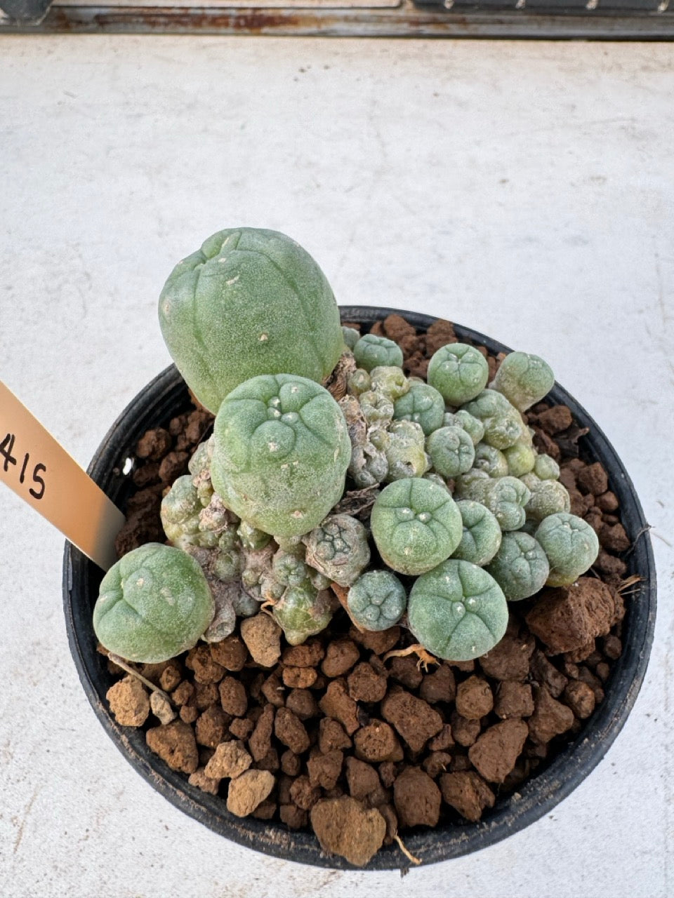 Lophophora williamsii – Peyote Cactus (6–7 cm, Own Root)