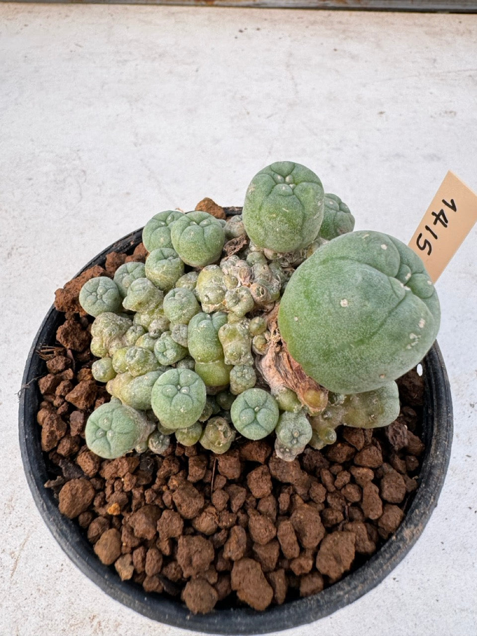 Lophophora williamsii – Peyote Cactus (6–7 cm, Own Root)