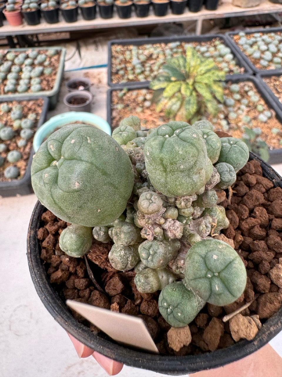 Lophophora williamsii – Peyote Cactus (6–7 cm, Own Root)