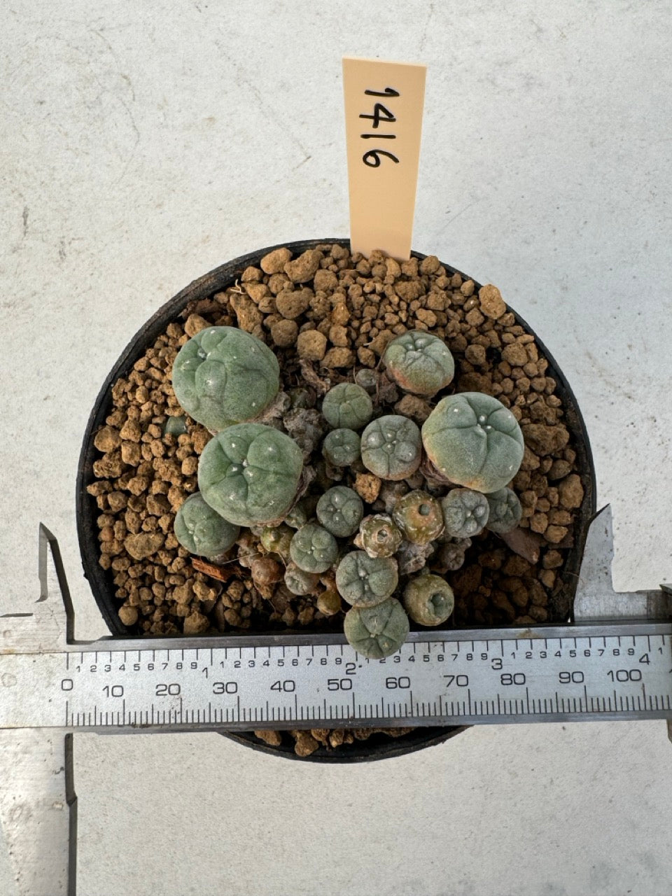 Lophophora williamsii – Peyote Cactus (6–7 cm, Own Root)
