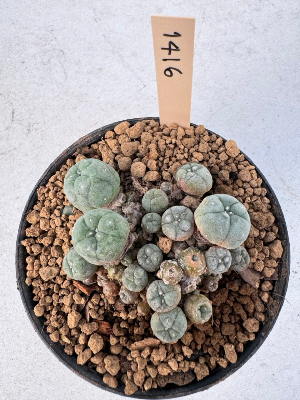 Lophophora williamsii – Peyote Cactus (6–7 cm, Own Root)