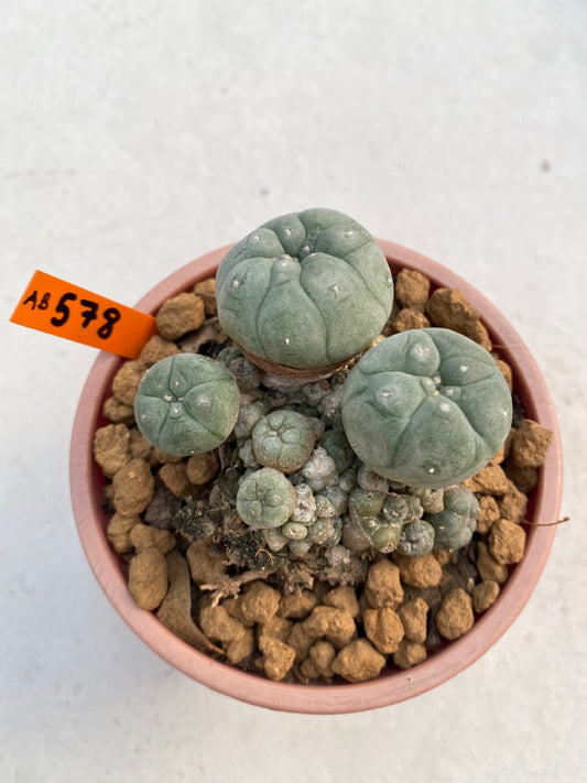 Lophophora williamsii size 5-6 cm ownroot #lophophorawilliamsii