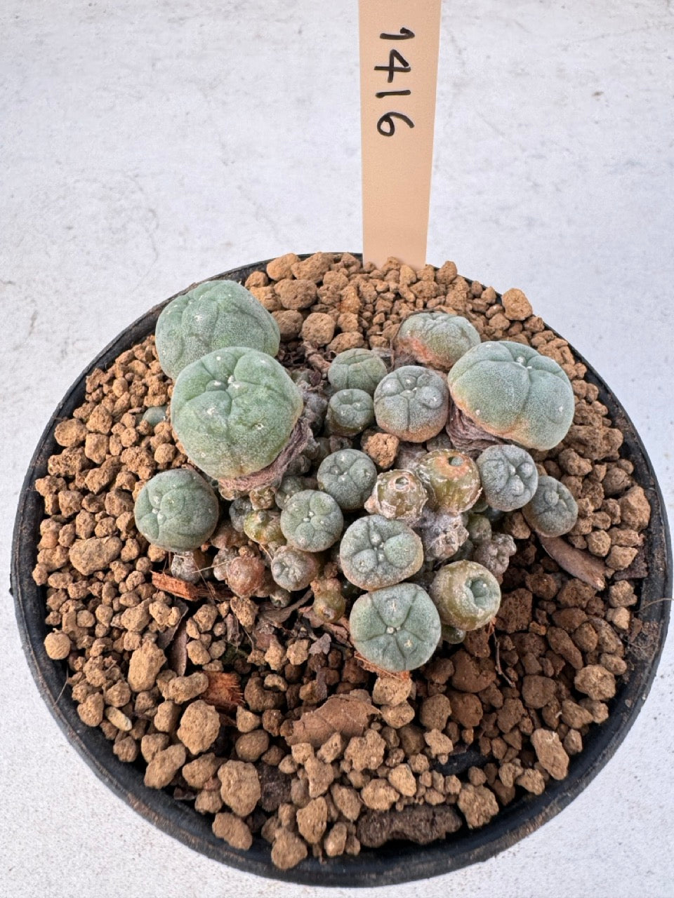 Lophophora williamsii – Peyote Cactus (6–7 cm, Own Root)