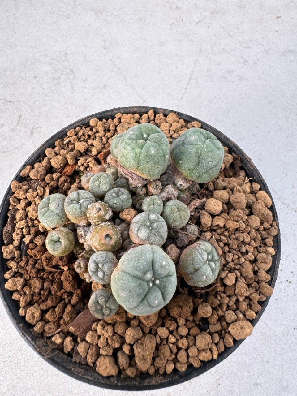 Lophophora williamsii – Peyote Cactus (6–7 cm, Own Root)