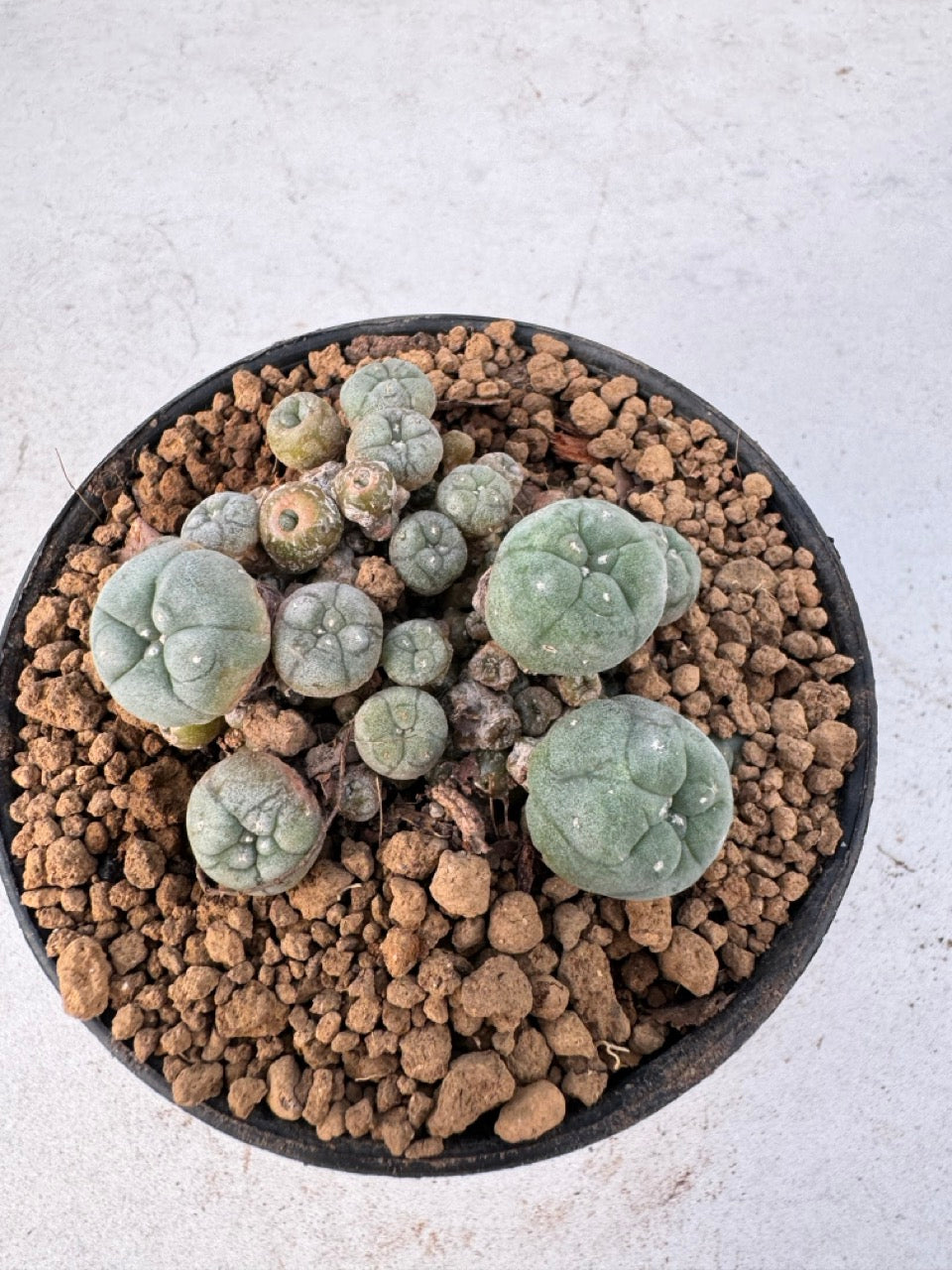 Lophophora williamsii – Peyote Cactus (6–7 cm, Own Root)