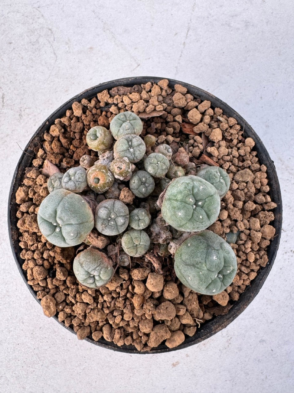 Lophophora williamsii – Peyote Cactus (6–7 cm, Own Root)