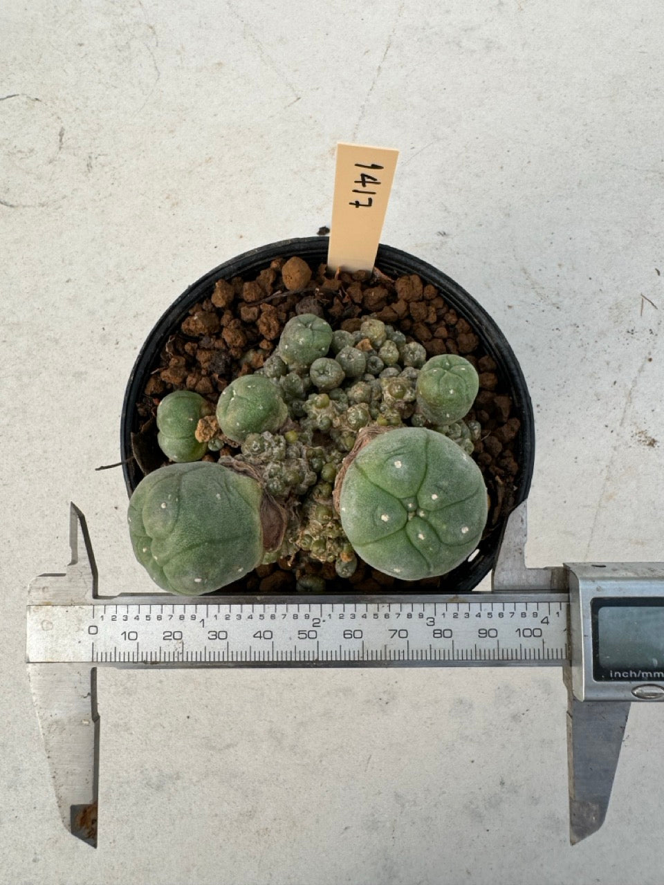 Lophophora williamsii – Peyote Cactus (6–7 cm, Own Root)