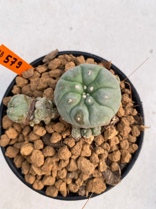 Lophophora williamsii size 5-6 cm ownroot #lophophorawilliamsii