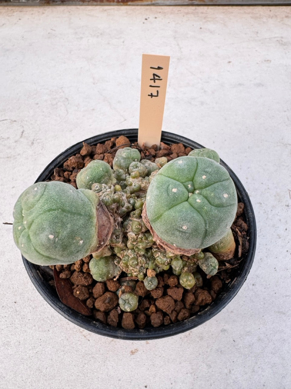 Lophophora williamsii – Peyote Cactus (6–7 cm, Own Root)