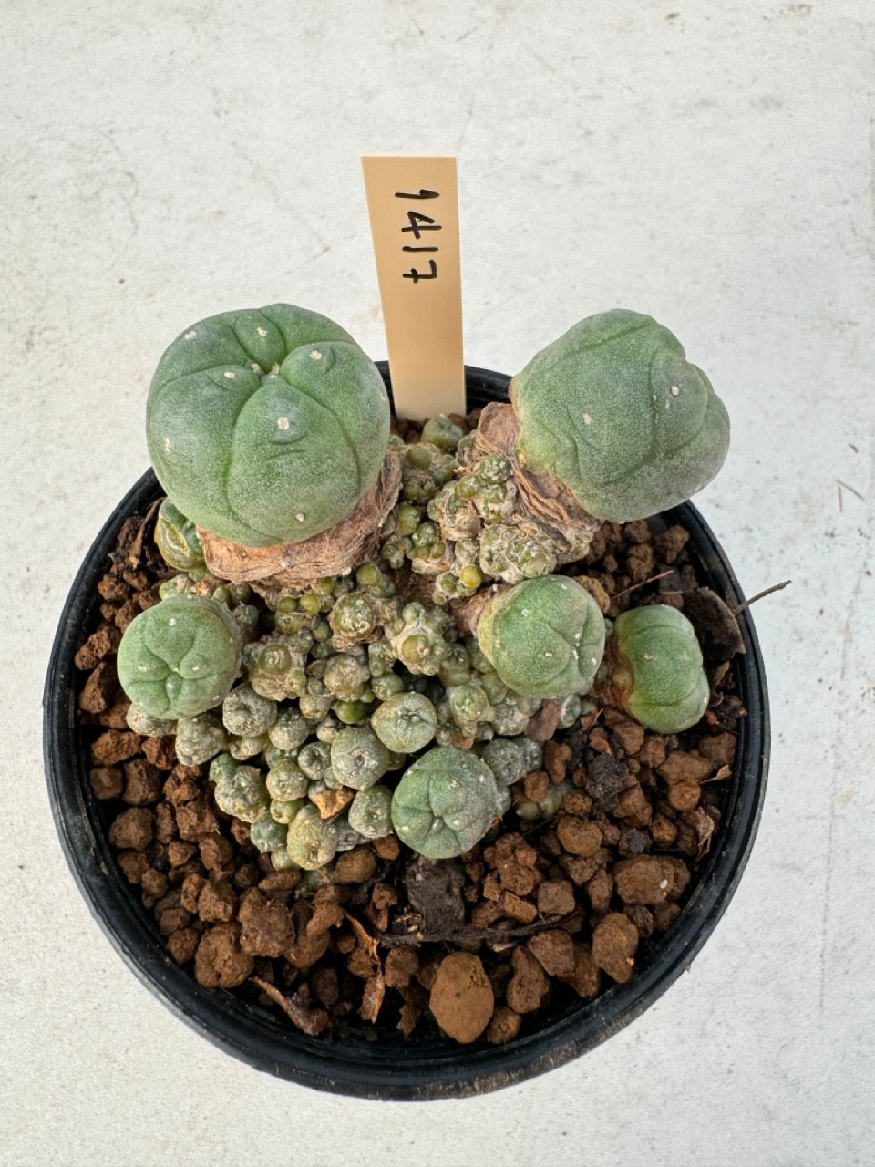Lophophora williamsii – Peyote Cactus (6–7 cm, Own Root)