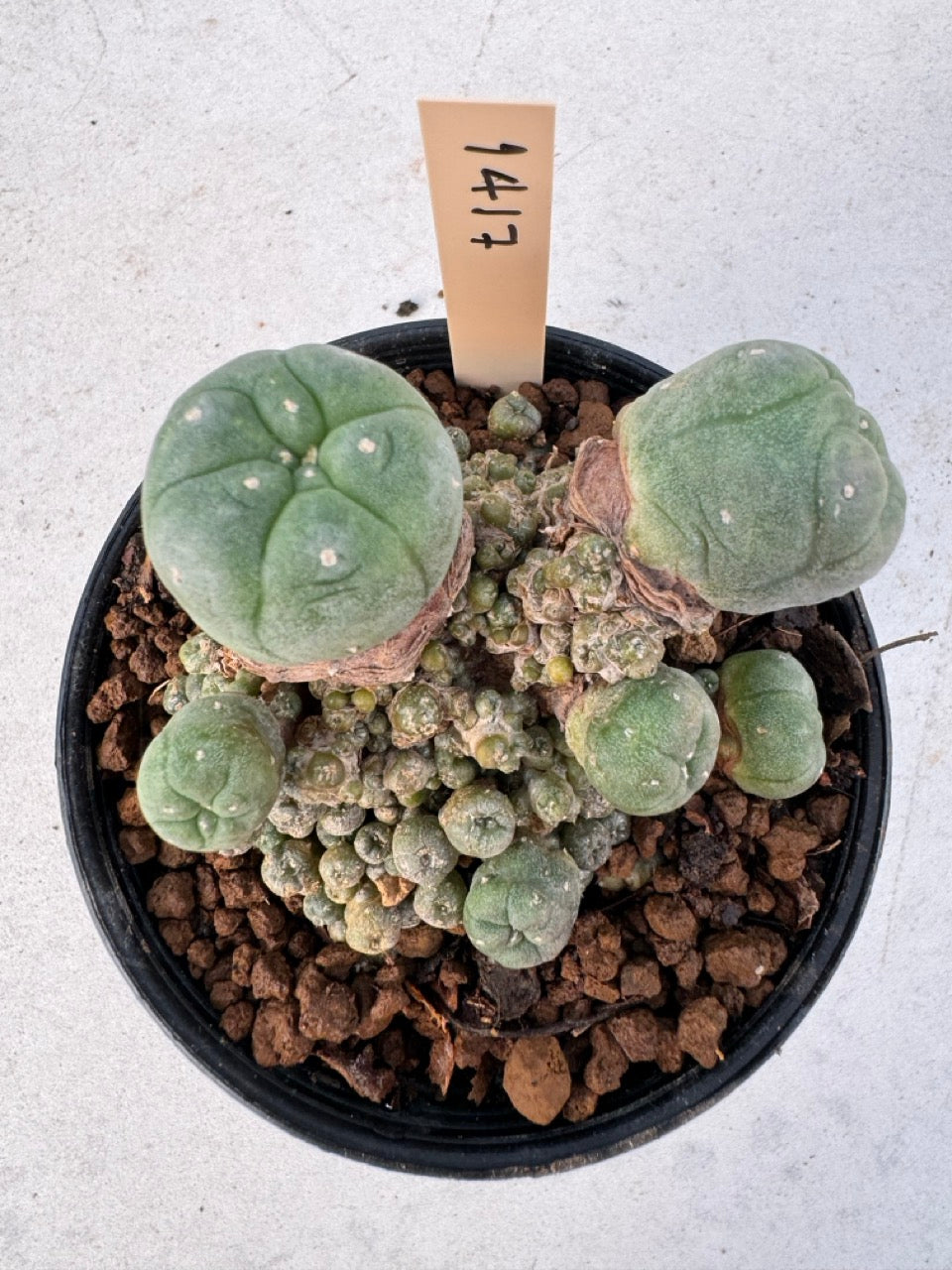 Lophophora williamsii – Peyote Cactus (6–7 cm, Own Root)