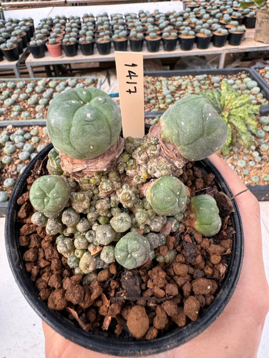 Lophophora williamsii – Peyote Cactus (6–7 cm, Own Root)