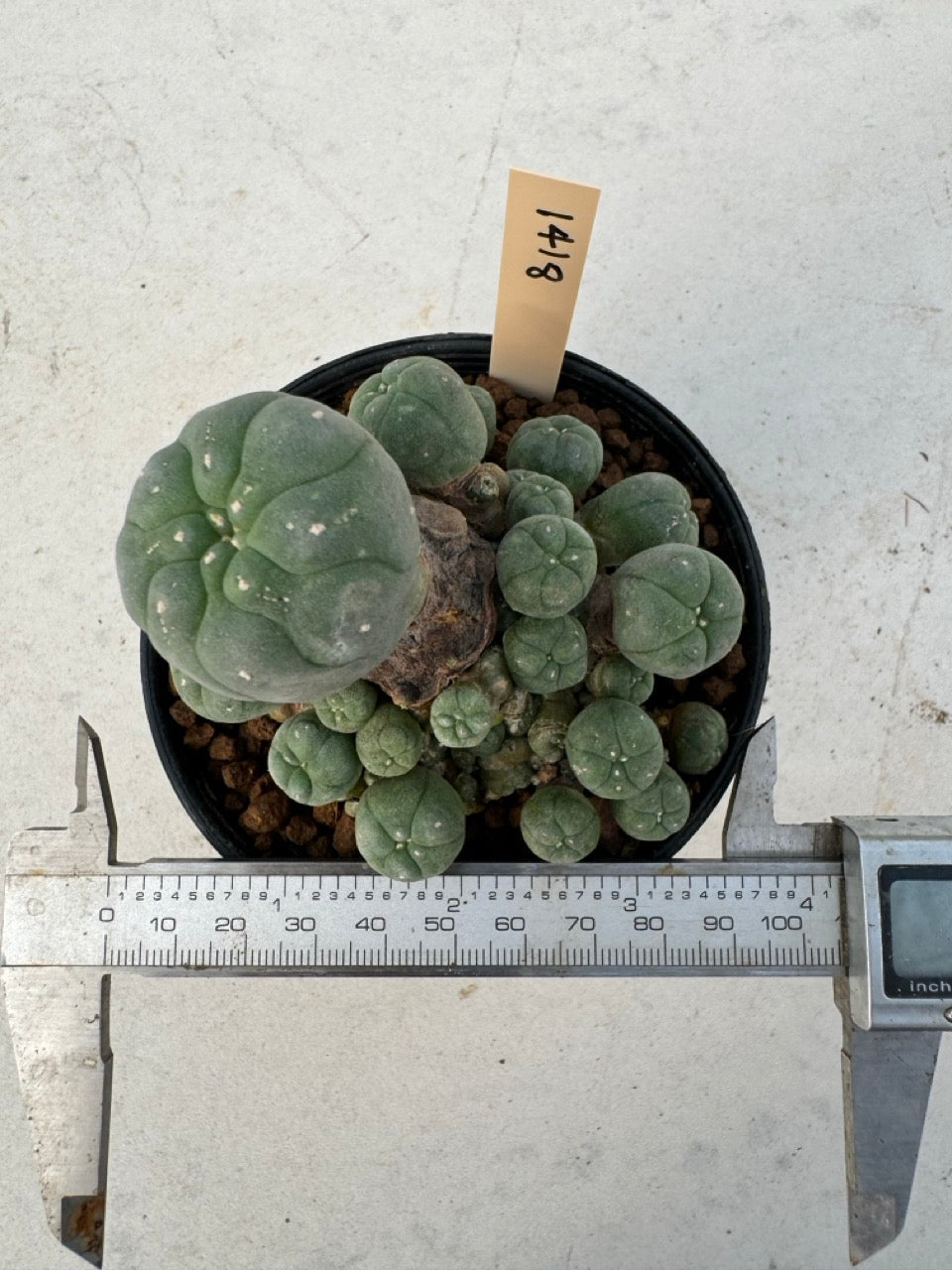 Lophophora williamsii – Peyote Cactus (6–7 cm, Own Root)