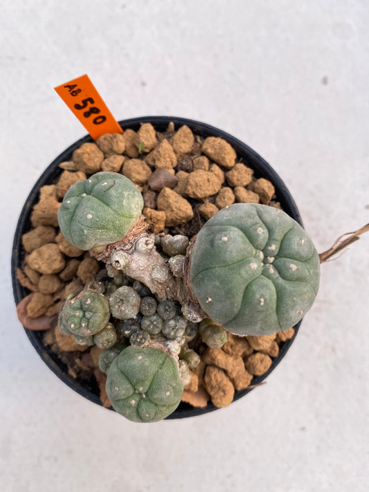 Lophophora williamsii size 5-6 cm ownroot #lophophorawilliamsii