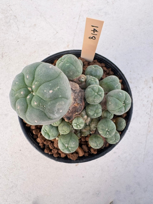 Lophophora williamsii – Peyote Cactus (6–7 cm, Own Root)