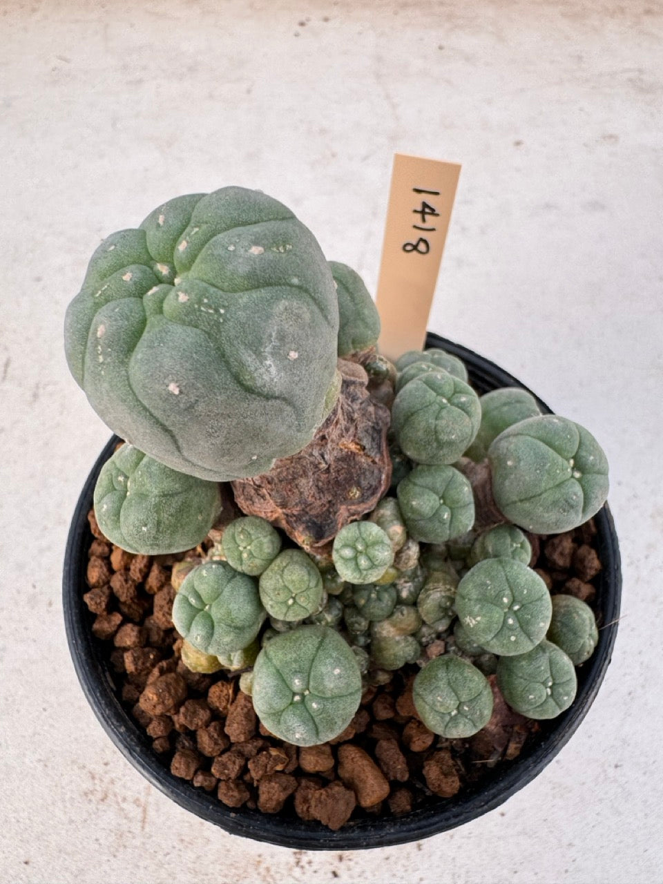 Lophophora williamsii – Peyote Cactus (6–7 cm, Own Root)