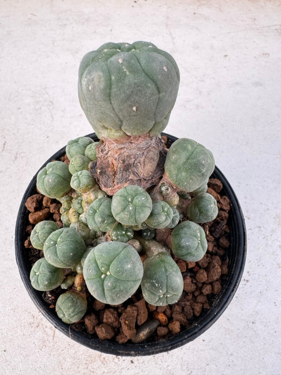 Lophophora williamsii – Peyote Cactus (6–7 cm, Own Root)