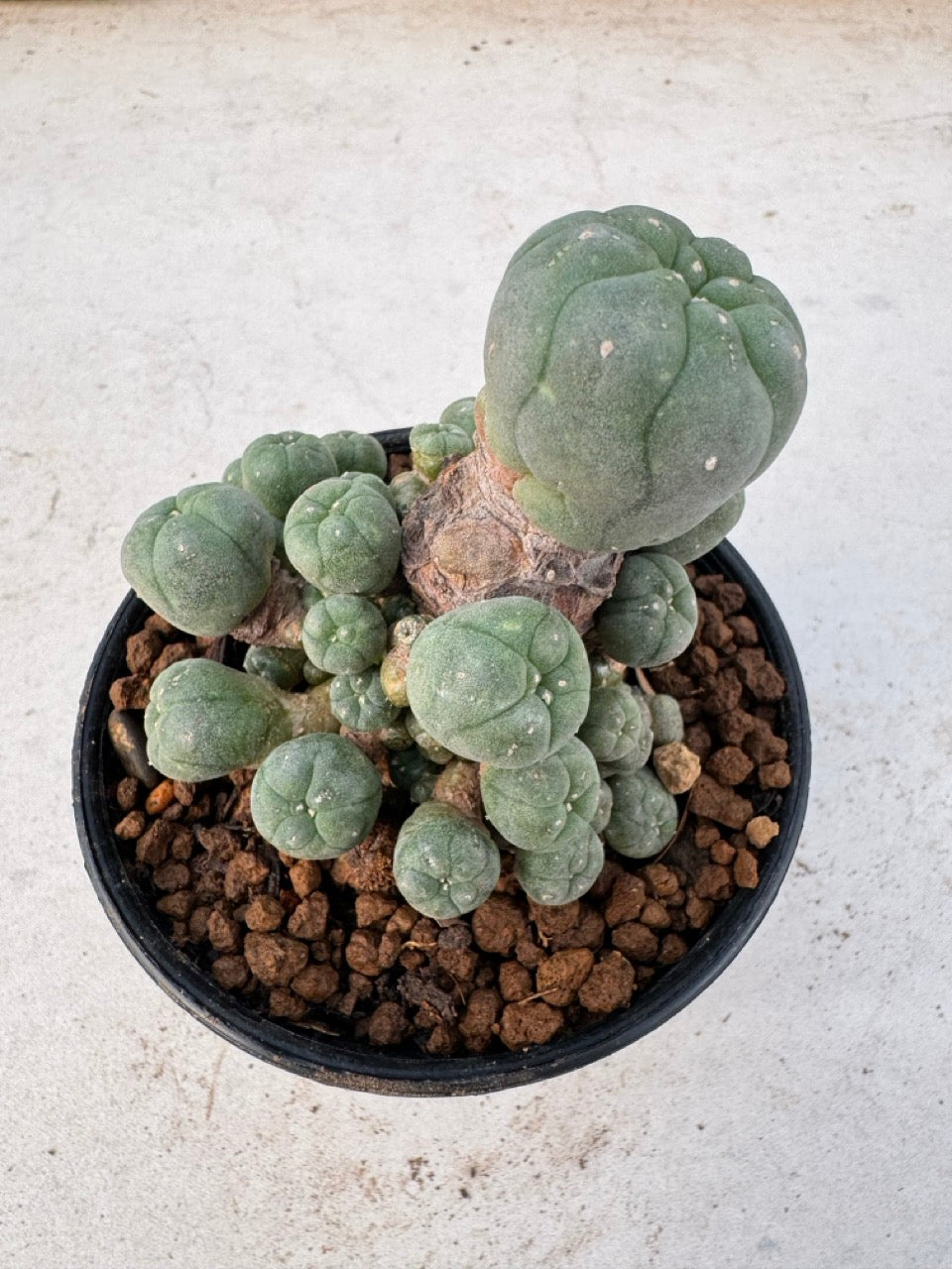 Lophophora williamsii – Peyote Cactus (6–7 cm, Own Root)