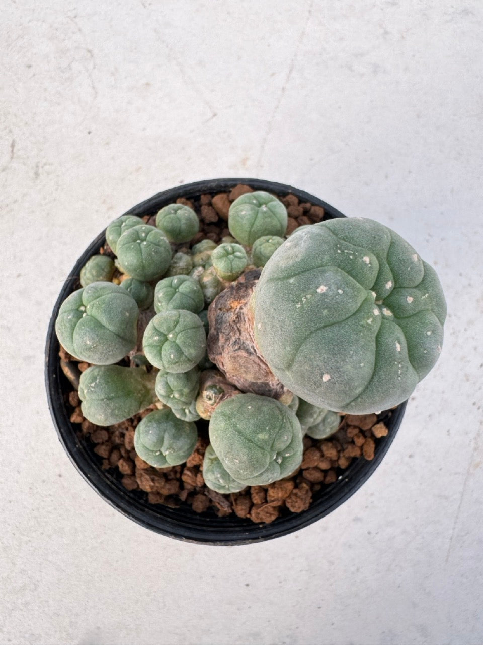 Lophophora williamsii – Peyote Cactus (6–7 cm, Own Root)