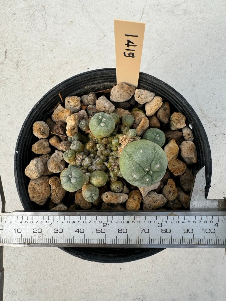 Lophophora williamsii – Peyote Cactus (6–7 cm, Own Root)