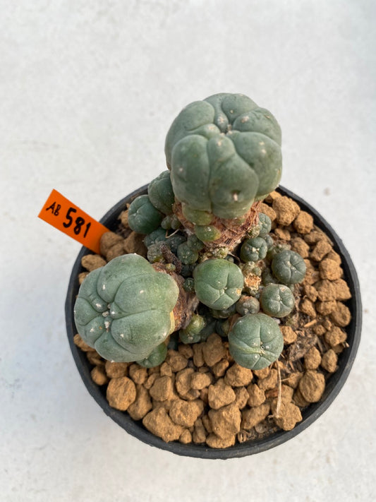 Lophophora williamsii size 5-6 cm ownroot #lophophorawilliamsii