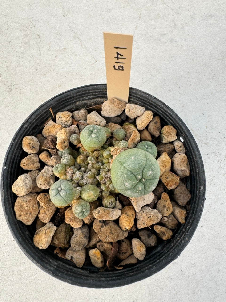 Lophophora williamsii – Peyote Cactus (6–7 cm, Own Root)