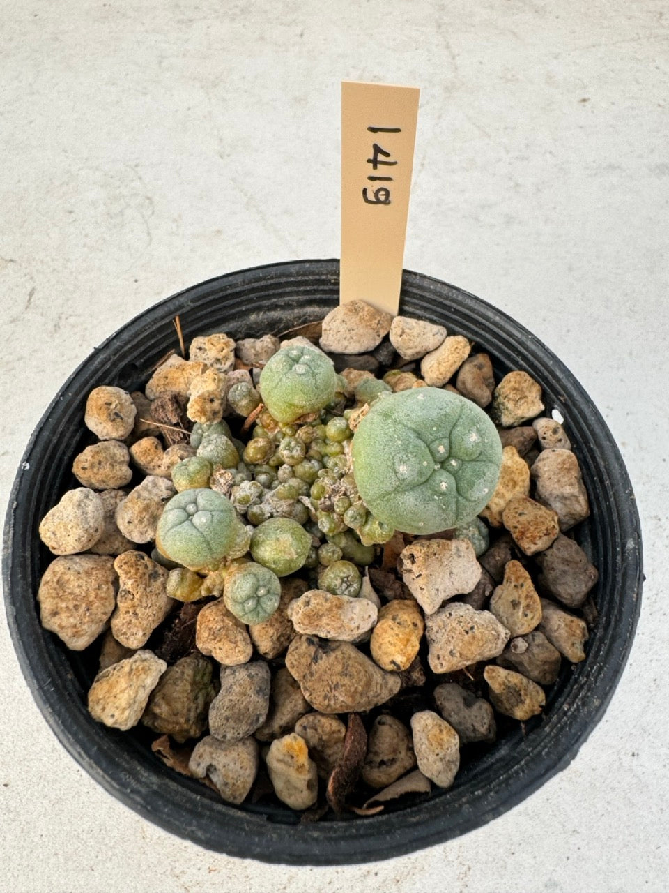 Lophophora williamsii – Peyote Cactus (6–7 cm, Own Root)