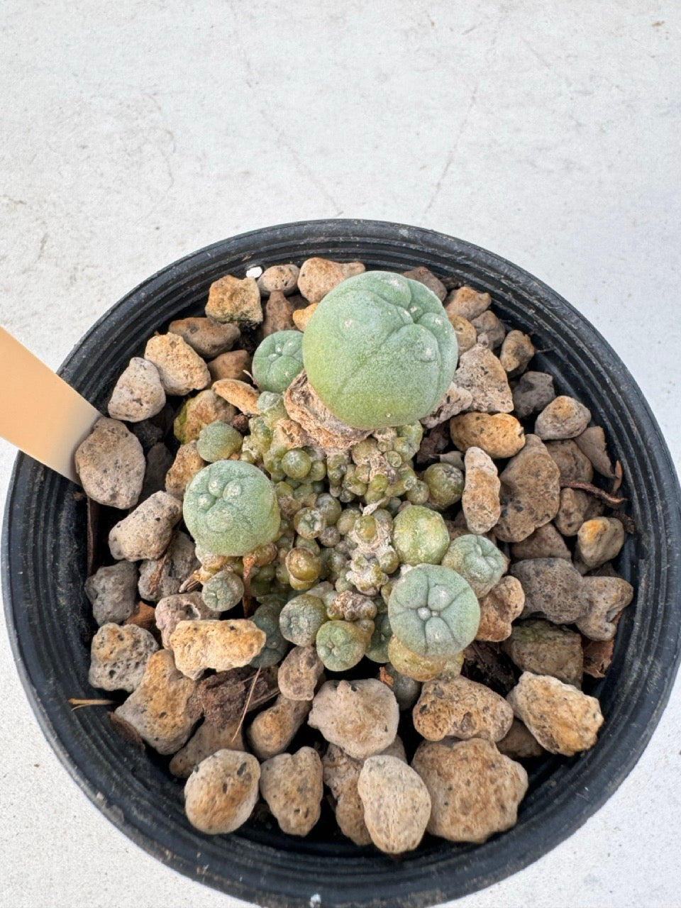 Lophophora williamsii – Peyote Cactus (6–7 cm, Own Root)