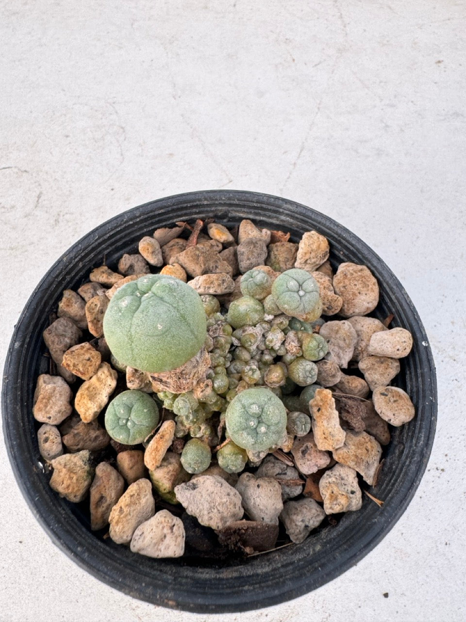 Lophophora williamsii – Peyote Cactus (6–7 cm, Own Root)