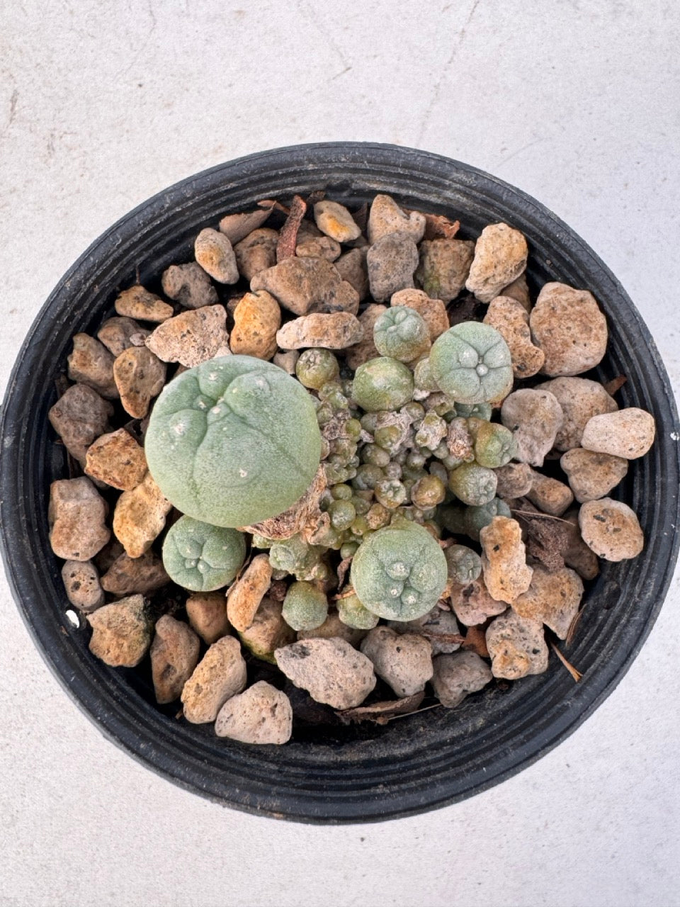 Lophophora williamsii – Peyote Cactus (6–7 cm, Own Root)