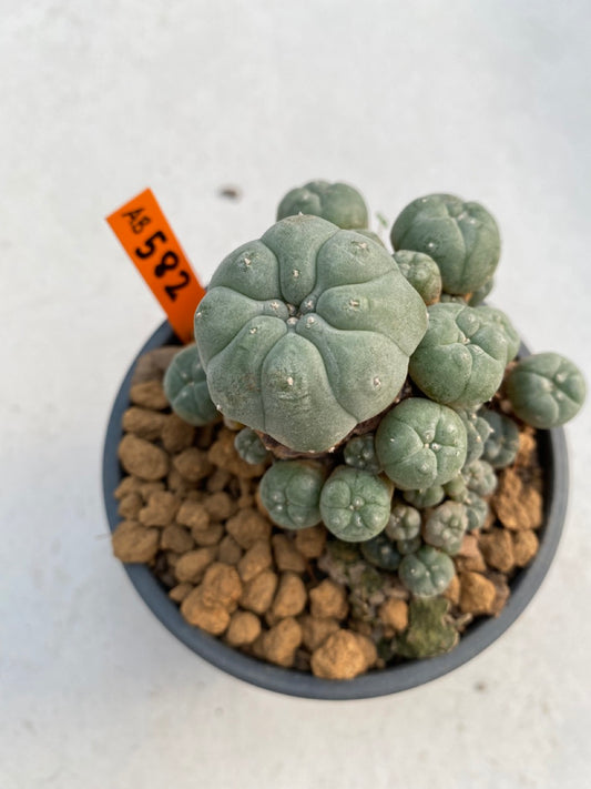 Lophophora williamsii size 5-6 cm ownroot #lophophorawilliamsii