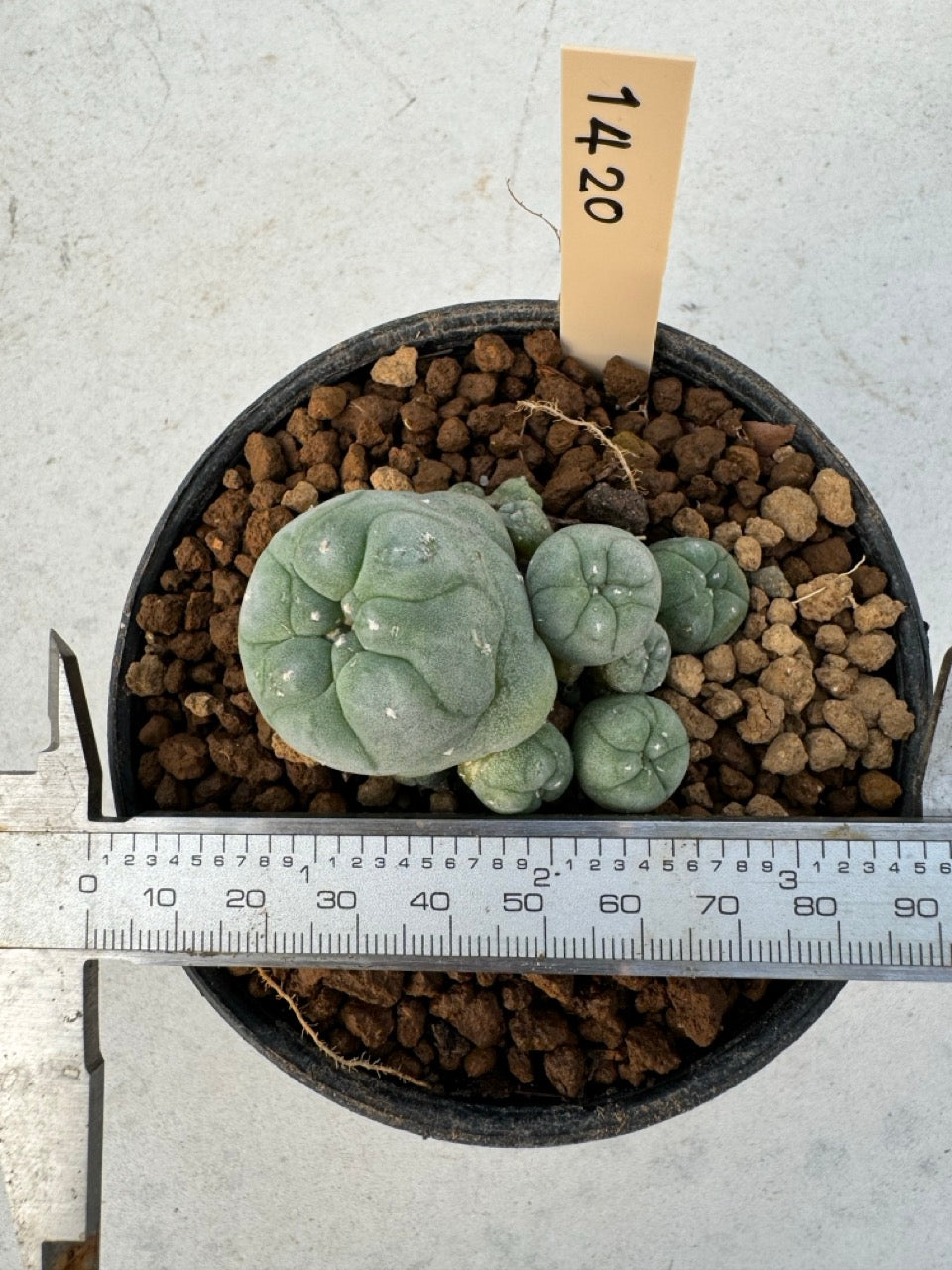 Lophophora williamsii – Peyote Cactus (6–7 cm, Own Root)
