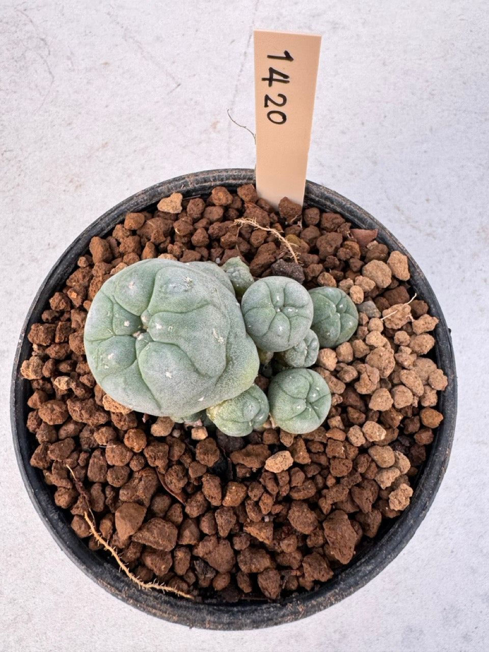 Lophophora williamsii – Peyote Cactus (6–7 cm, Own Root)