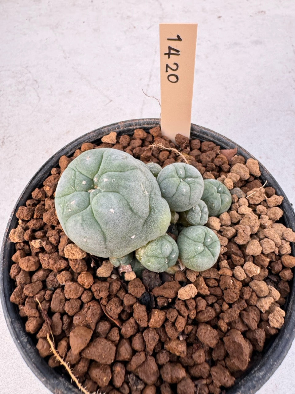 Lophophora williamsii – Peyote Cactus (6–7 cm, Own Root)
