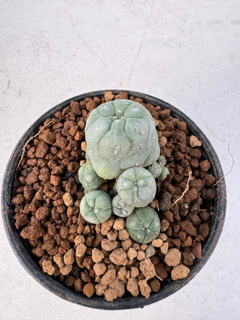 Lophophora williamsii – Peyote Cactus (6–7 cm, Own Root)
