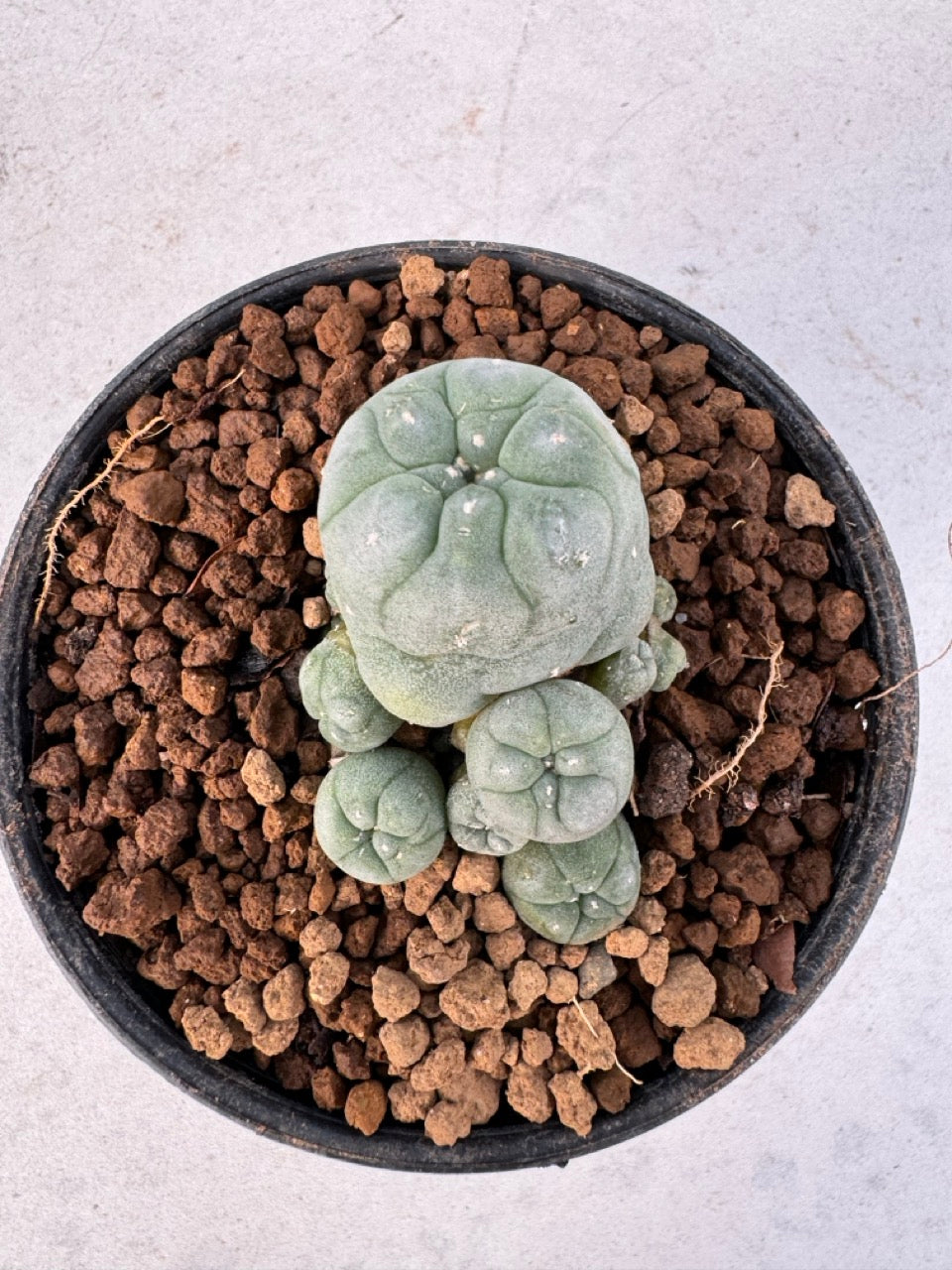 Lophophora williamsii – Peyote Cactus (6–7 cm, Own Root)