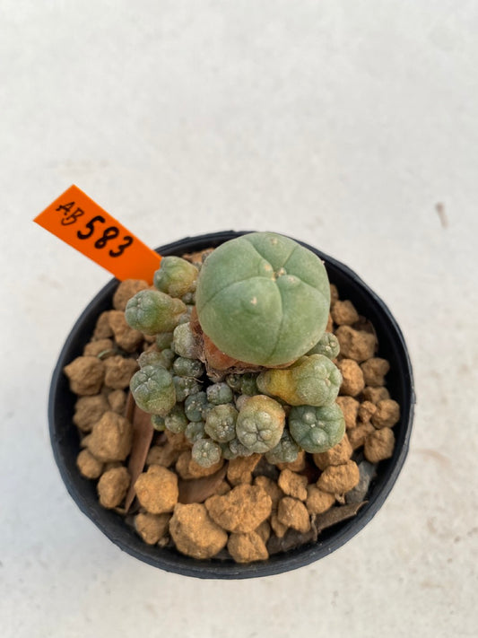 Lophophora williamsii size 5-6 cm ownroot #lophophorawilliamsii